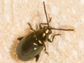 Phyllotreta nigripes